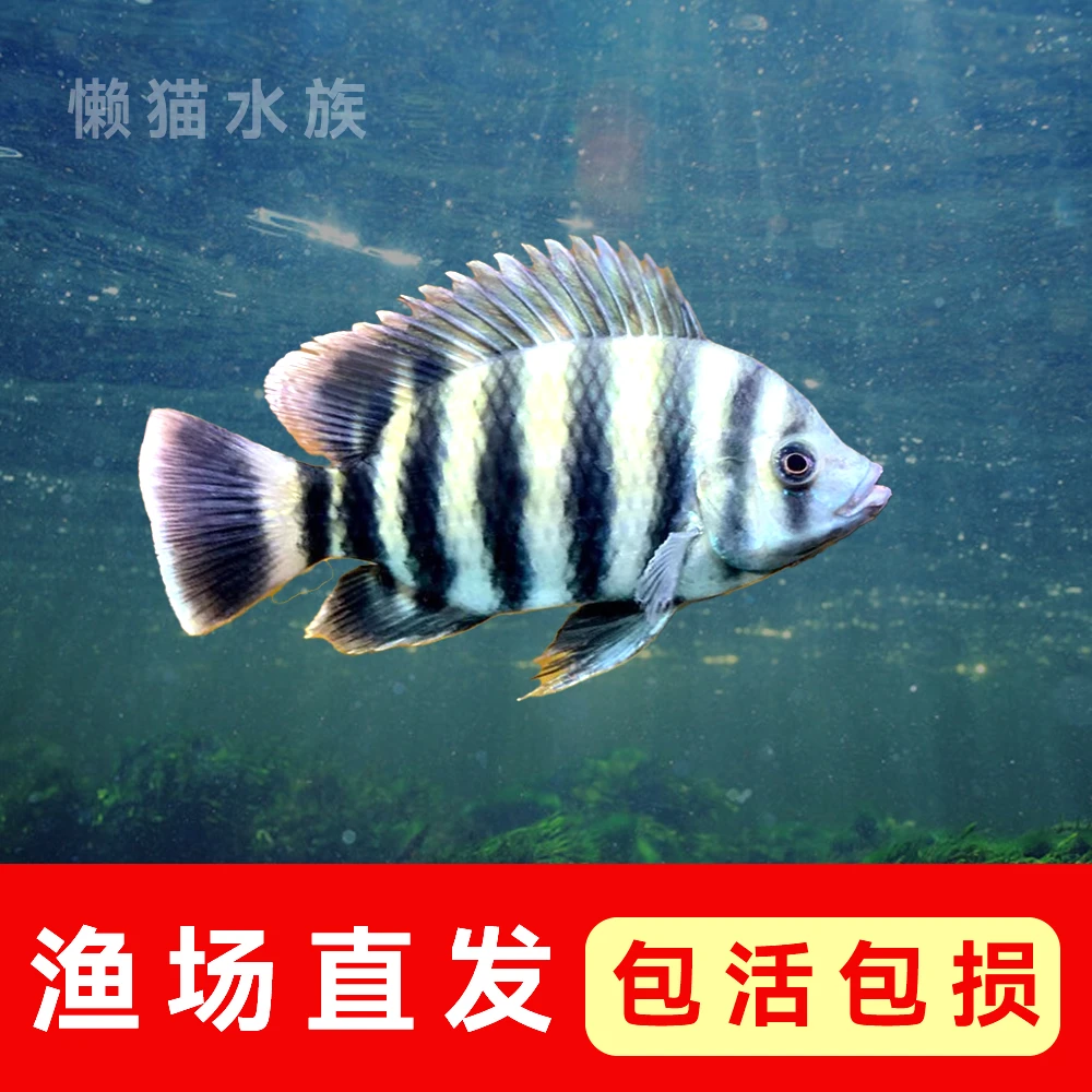 十间鱼非洲活体鱼苗大型热带观赏鱼龙鱼配鱼鲷科鱼包邮包活