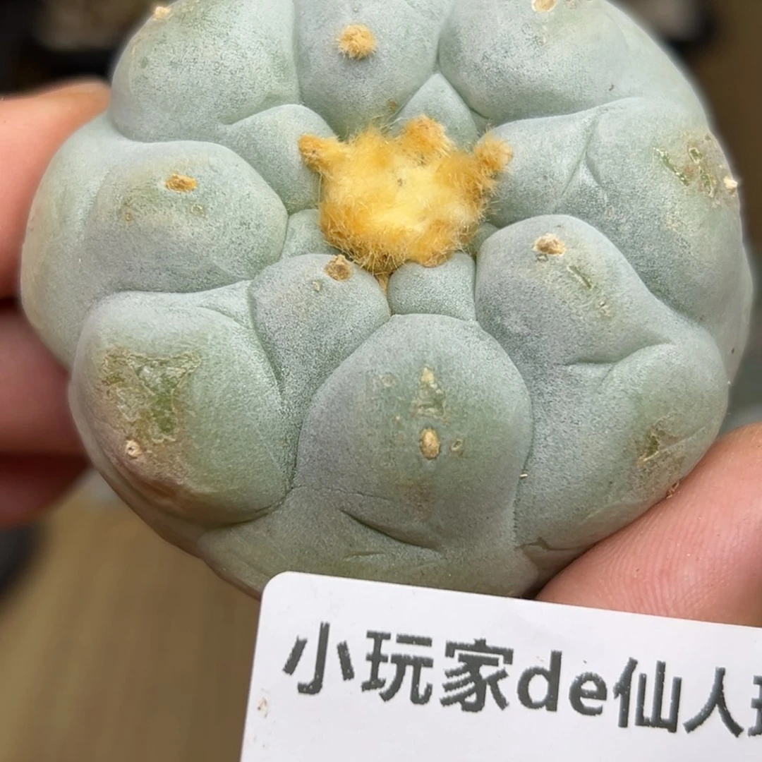 114 仙人球的海鲜 有根