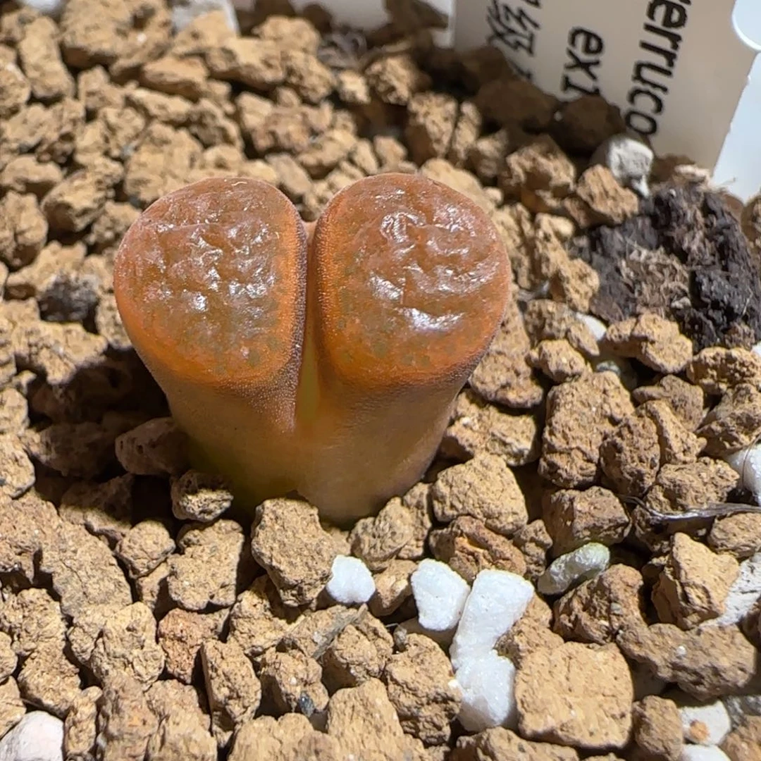 肉锥多肉植物组合-超级蛋糕1022