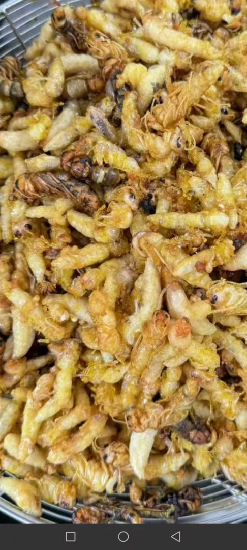 金黄黑尾大地蜂油炸蜂蛹统货(去内脏)