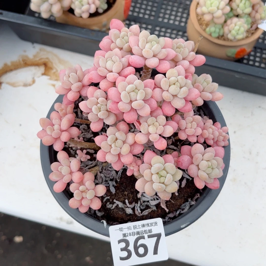 韩系鱼子酱老桩无盆土发货