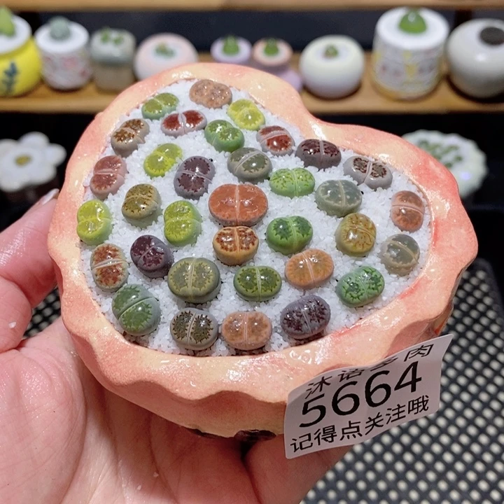 带盆土植物 一物一拍5664