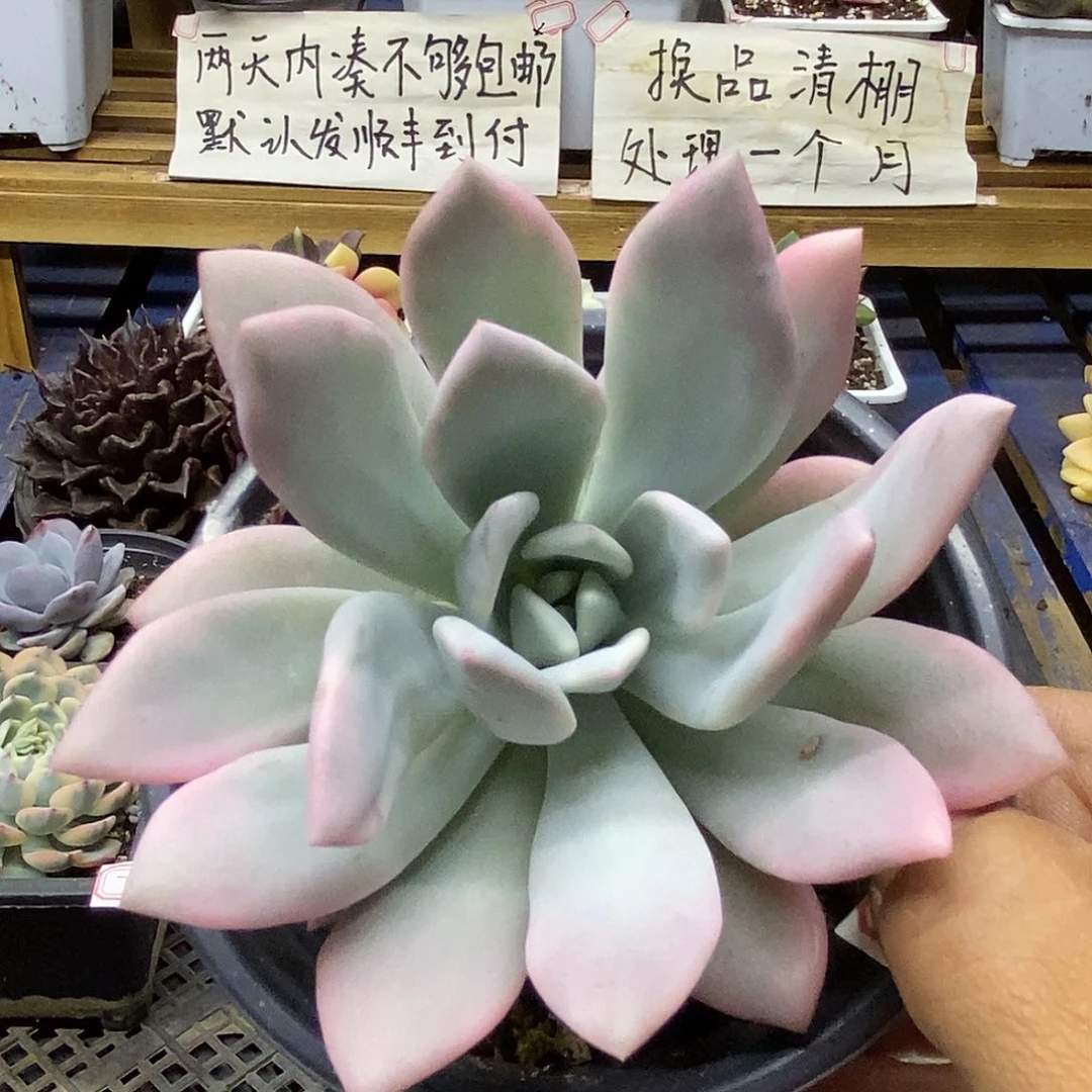 2975 奥普覆轮锦