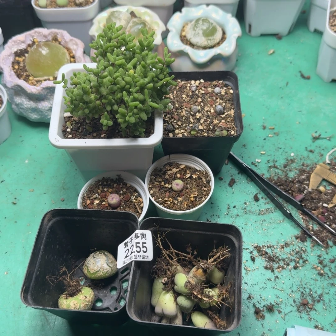 铮***灯泡2红嘴2枝干1斑马1大牙10热唇5