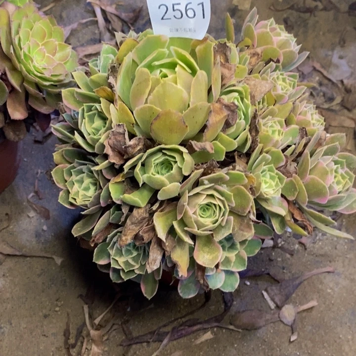 男神多肉断头不包2561