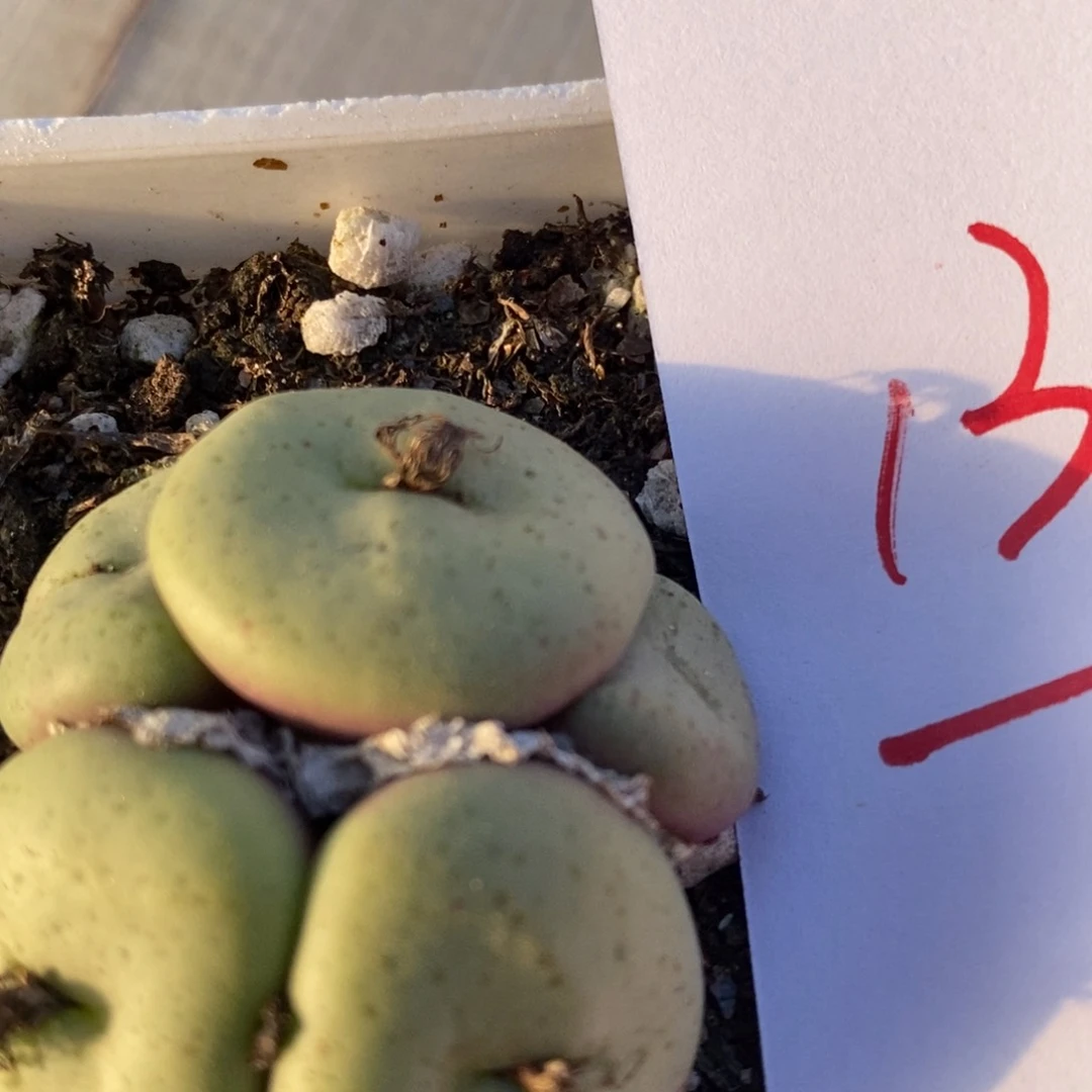 13105一个一个一个