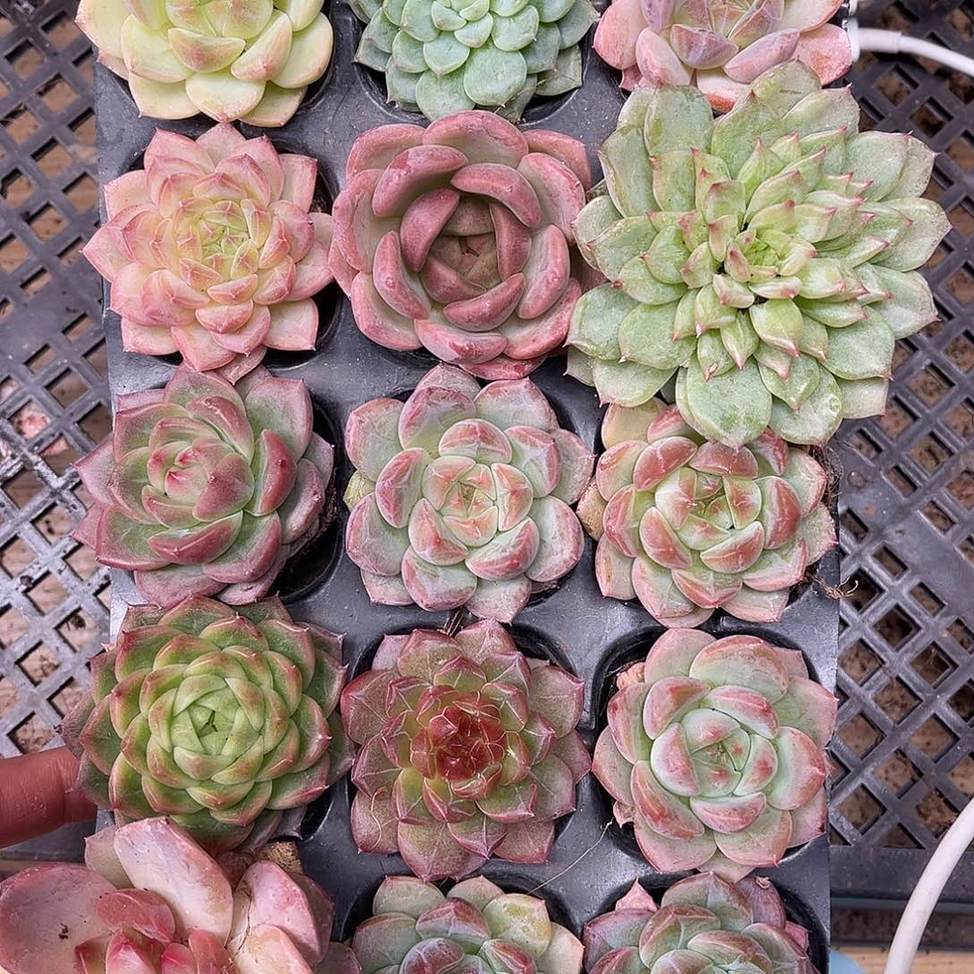 秋***期多肉一物一拍19-55