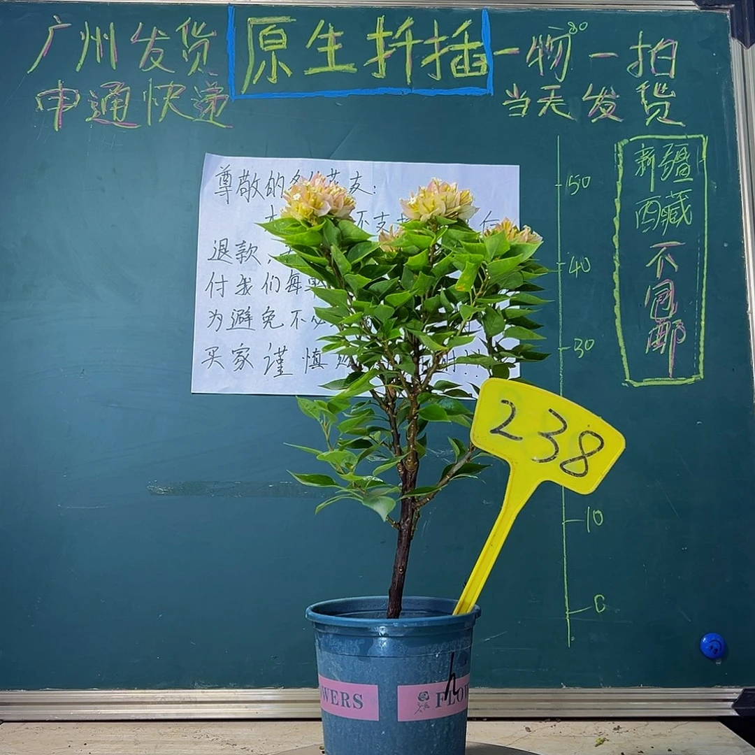 当前无花栽培后可以开花福利 塔黄238