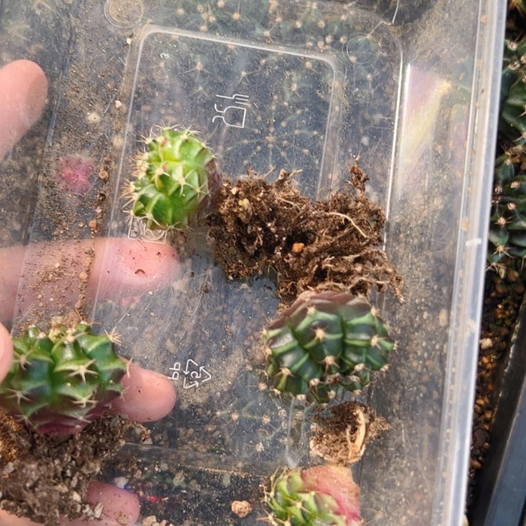 游***灵大部分开放少量花苞A960