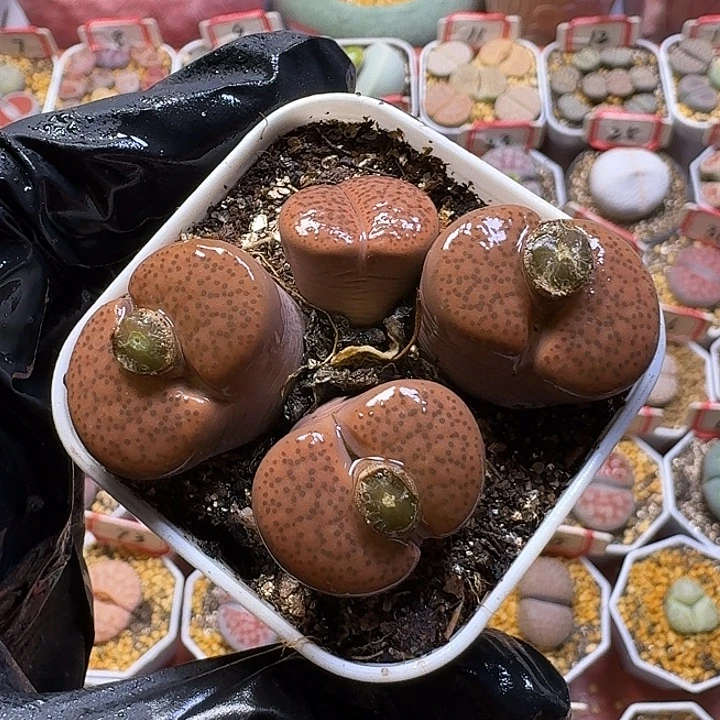 生石花3:：：。在。 76号