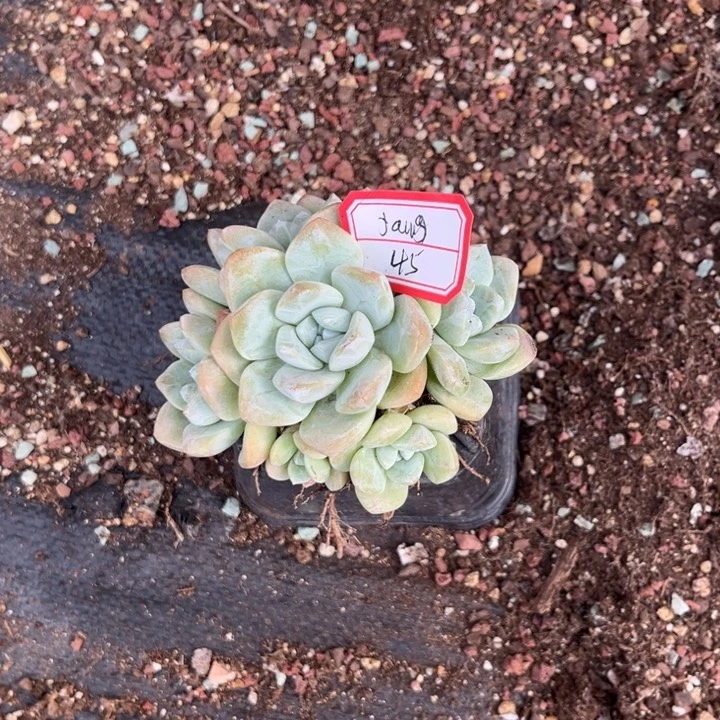 冰玉多肉植物十方盆6头