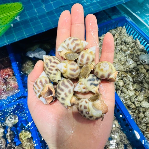 鲜活花螺 500g左右