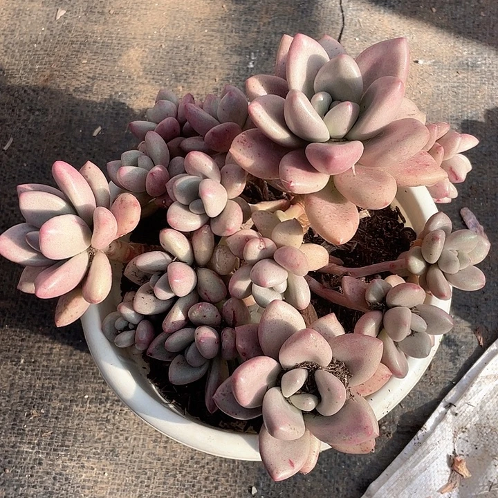 白体知音22脱土发