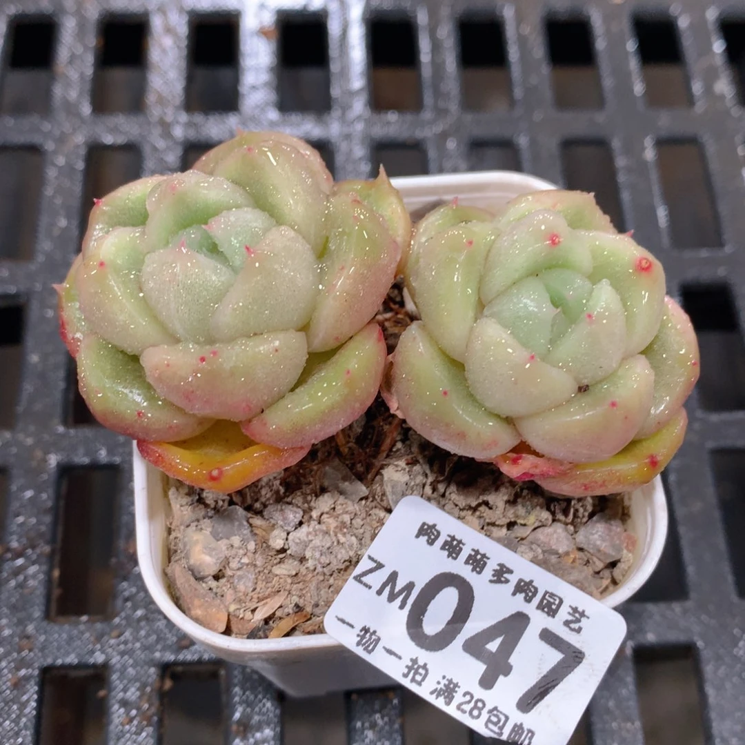 肉萌萌拇指盆精控多肉ZM047