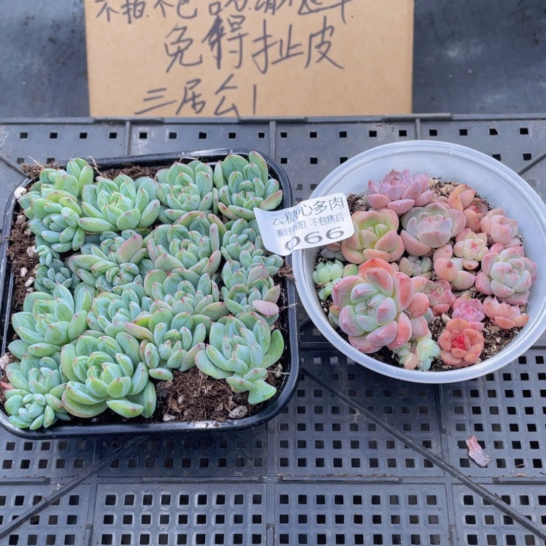 云糖心多肉植物66
