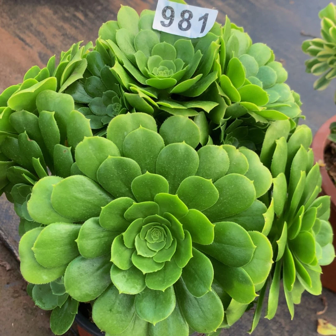 【闪购商品】981绿杨蓉多肉