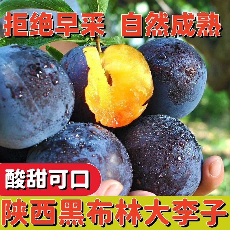 陕西周至现摘黑布林李子新鲜3/5斤酸甜当季水果采摘软硬两吃