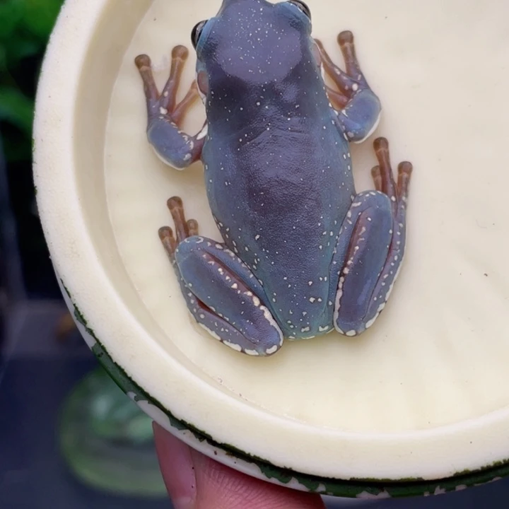 老爷树蛙嘎嘎紫蓝