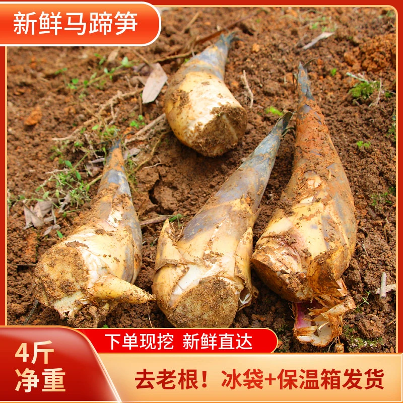 福建新鲜马蹄笋绿笋鲜笋绿竹笋水果笋尖甜笋夏秋笋当季现挖4斤装