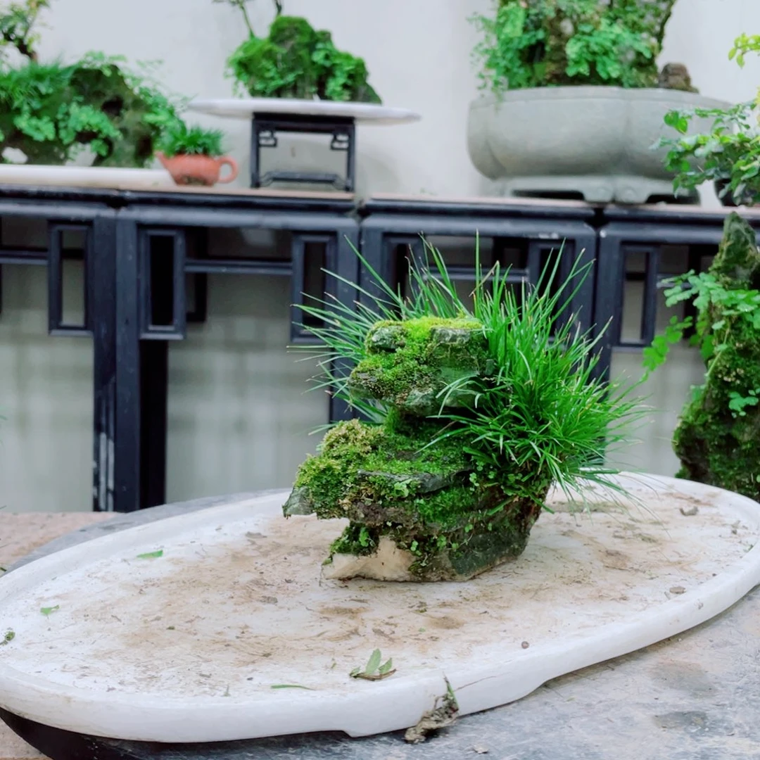 无铅玻璃用****8铁线蕨的一个分支