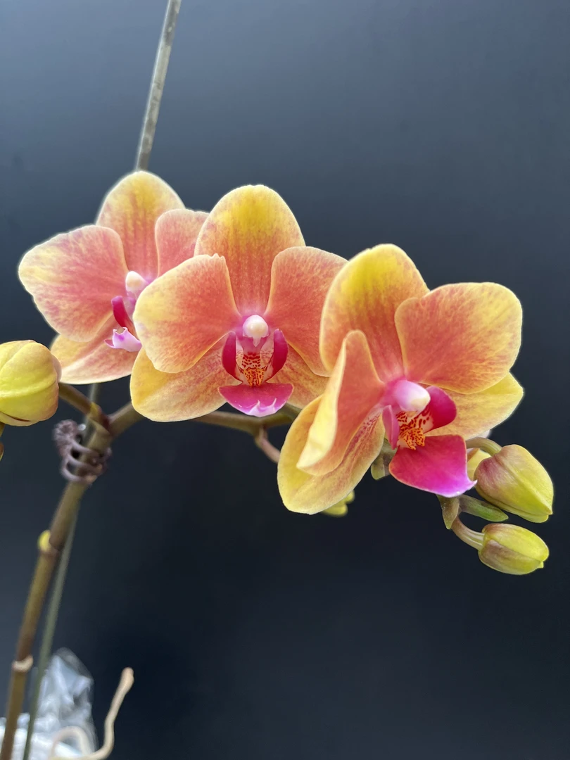 【亲爱的】梦语花卉蝴蝶兰安祖系列欧品花开花株叶片微黄正常
