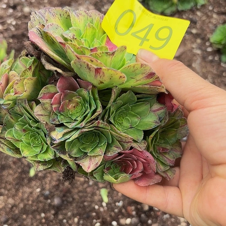 多肉植物知否049一