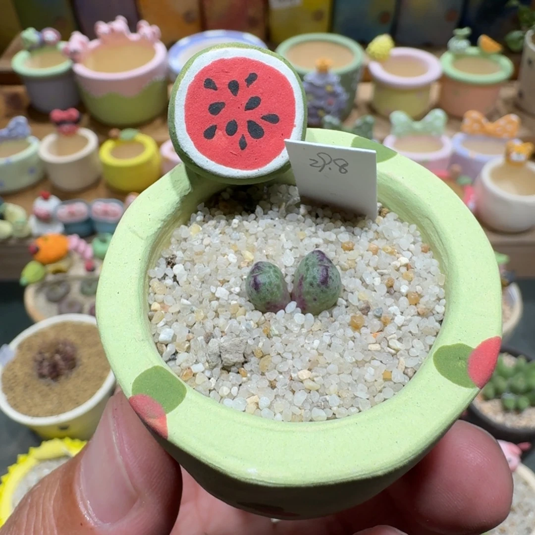 蘑菇1223原始斑马多肉植物