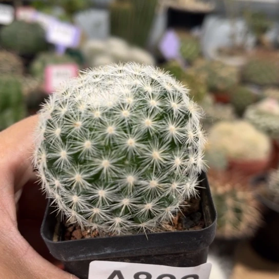 完全开放多肉植物实生满月862