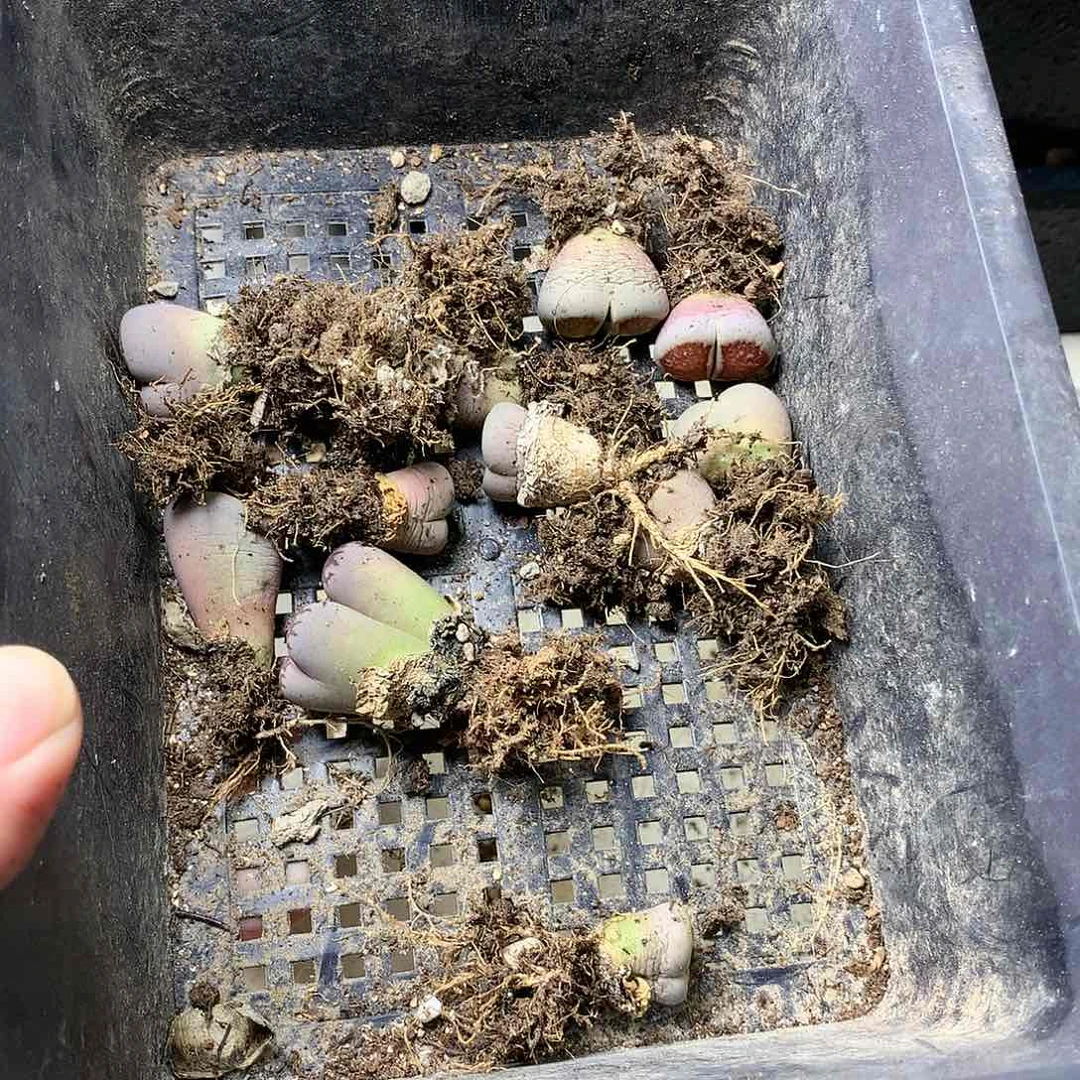菲*K328多肉植物保护