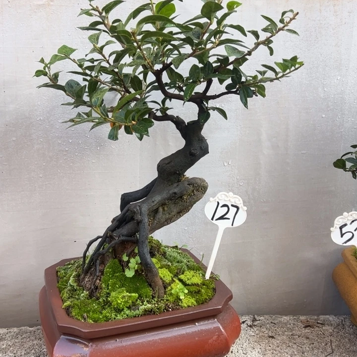 无花朵金弹子盆景一物一拍