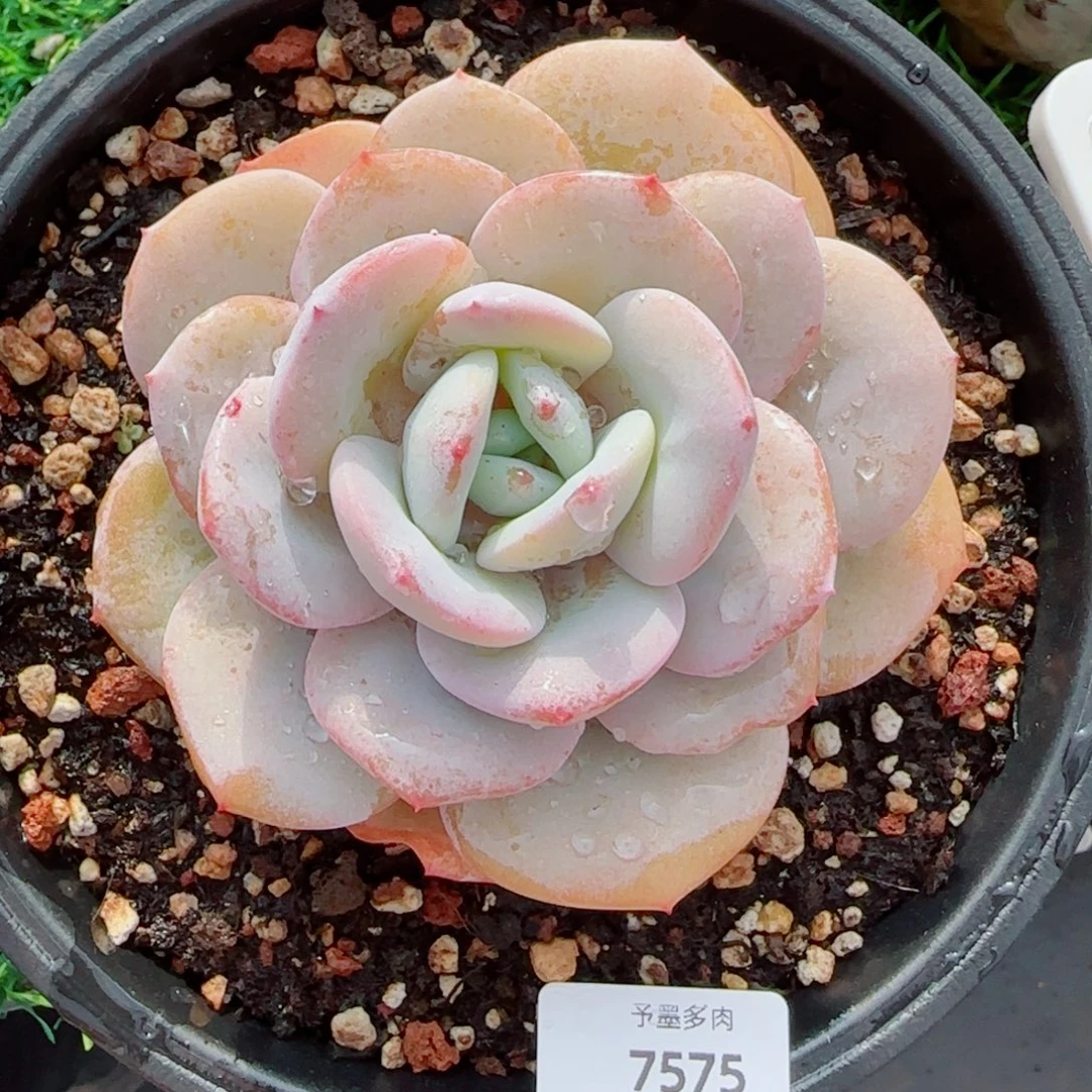 粗桩韩版奶茶，7575多肉植物