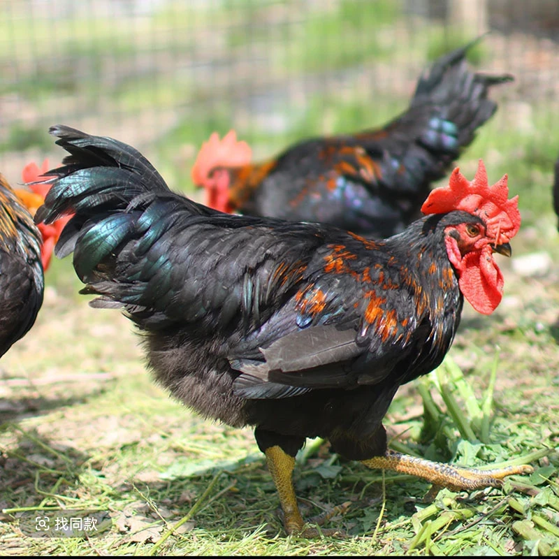 活体宠物鸡红冠黑凤土公鸡包邮发货