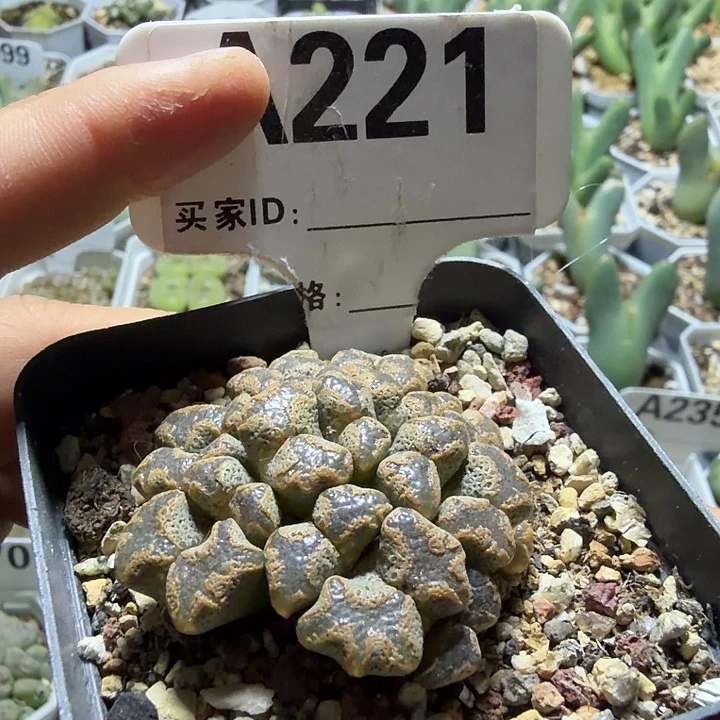 221。满28包邮肉锥