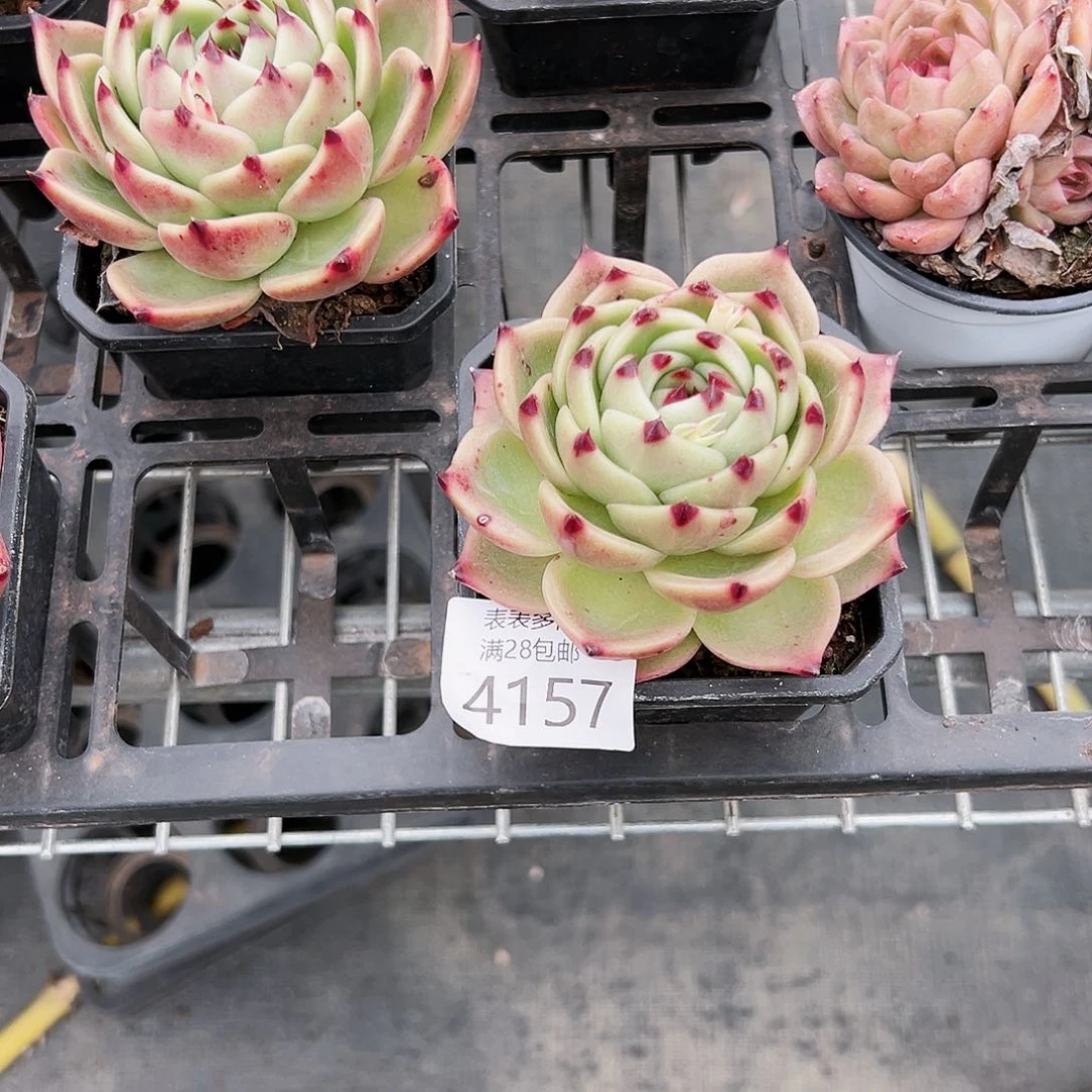 9号声*我们的确是4157