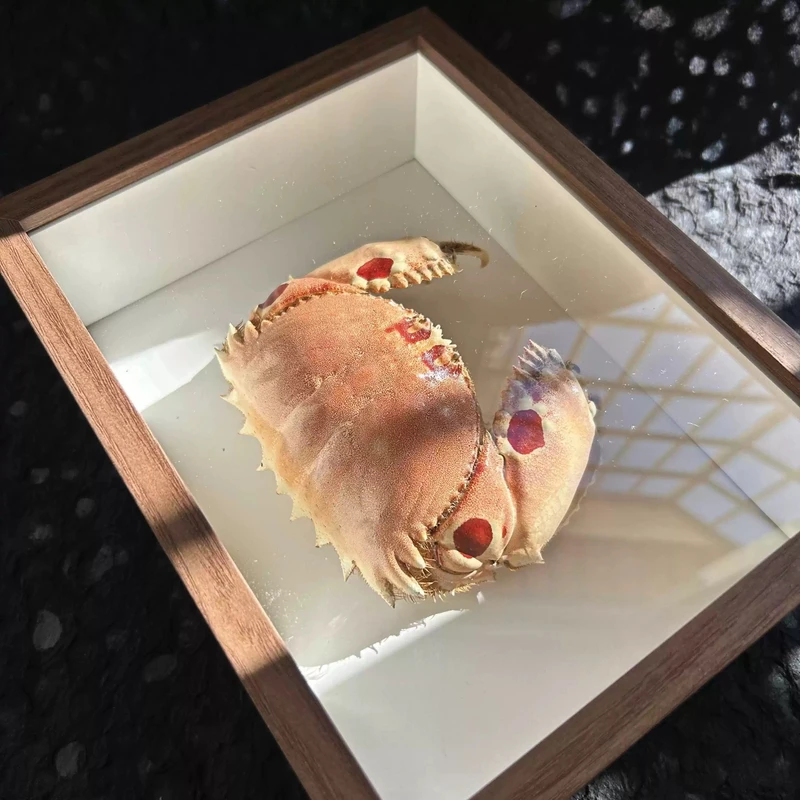 馒头蟹元宝蟹2-3个/斤