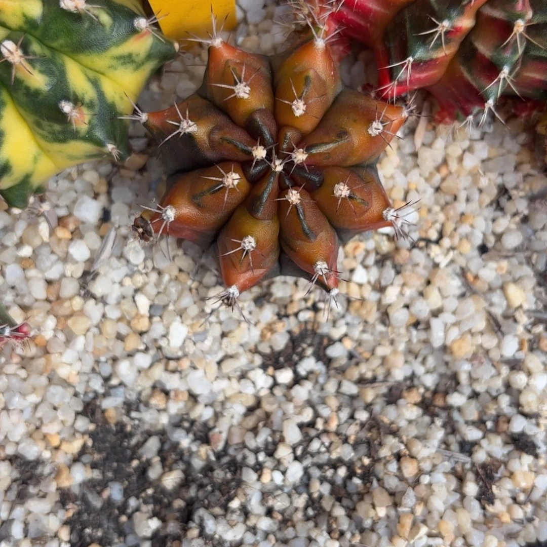 1-1222泰国发货多肉