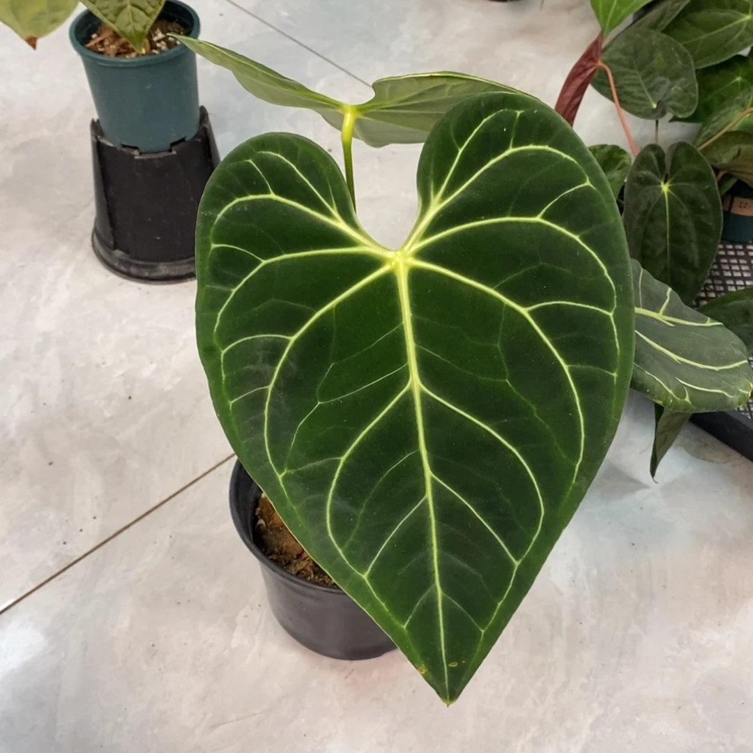 不开花植物44 切桩帝王