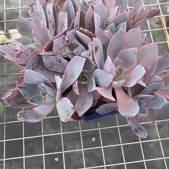 星***二晨语多肉一物一拍7