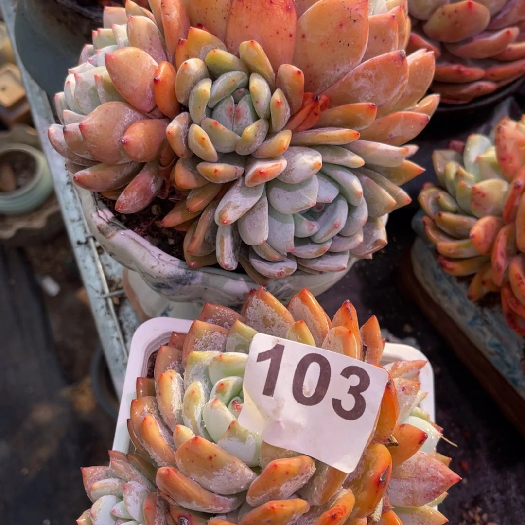 【闪购商品】小****嘟103