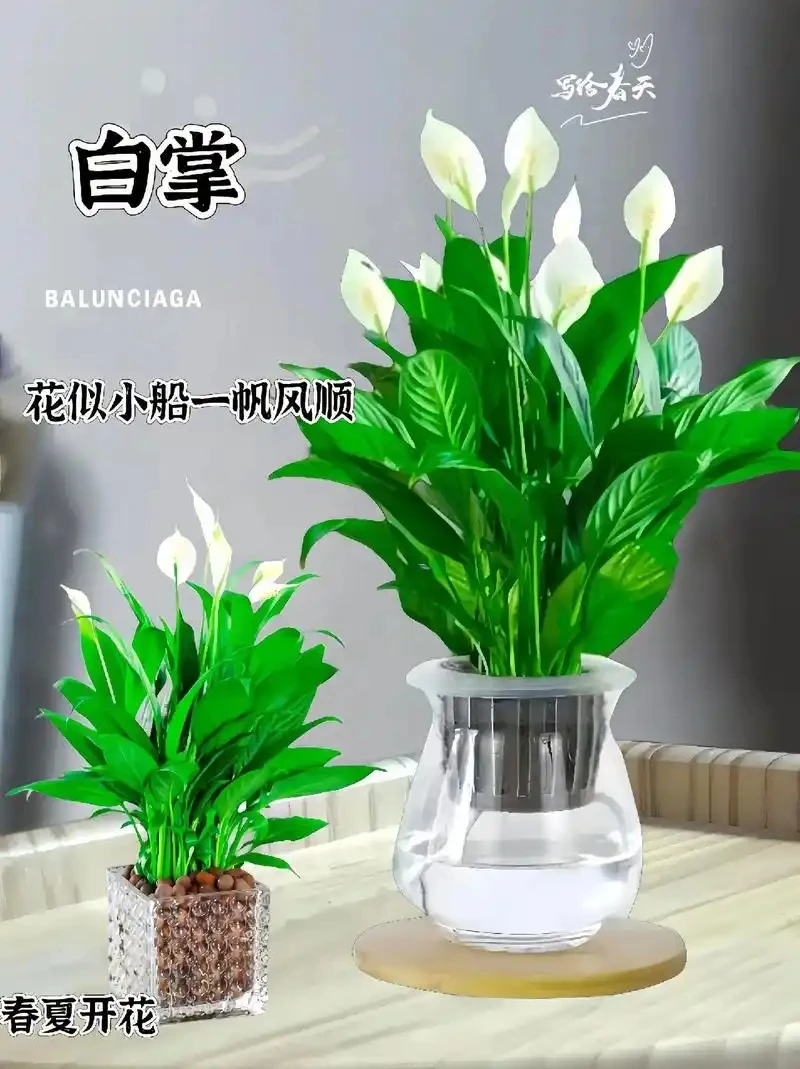 一帆风顺   拍一发二，折叶不赔