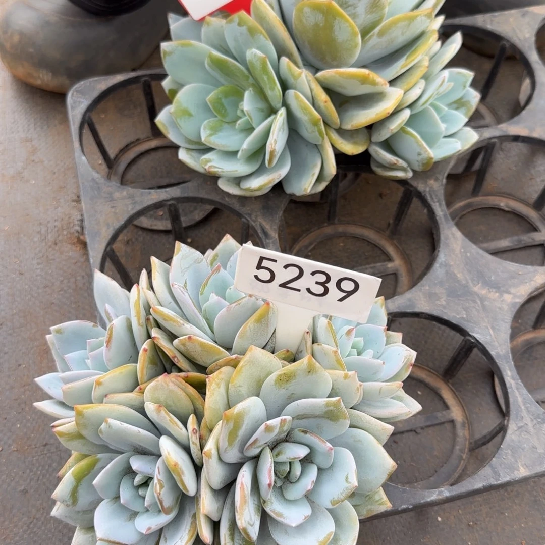 路***升5239。 5211。  奶茶两颗