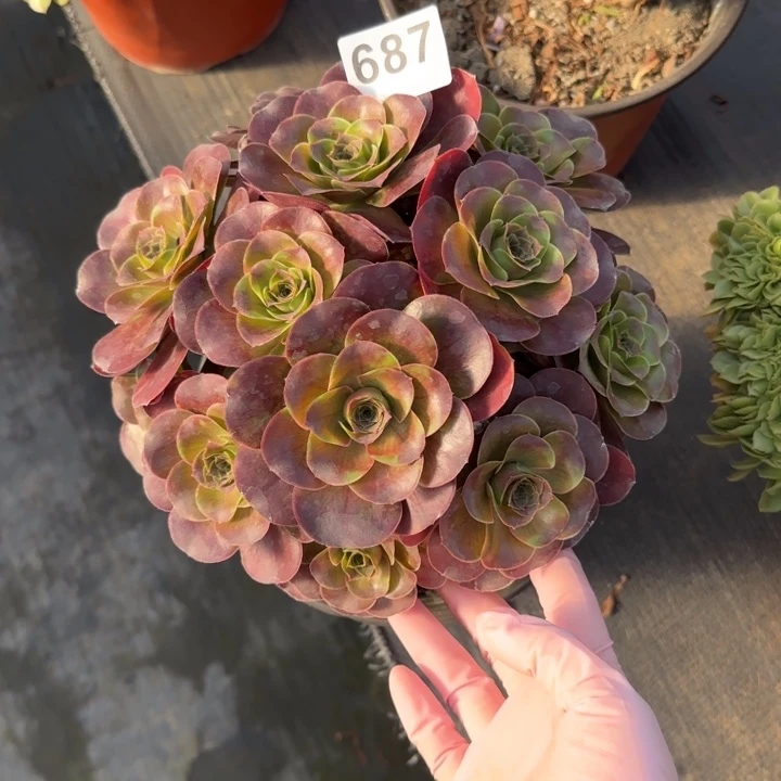 多肉植物提取精华687