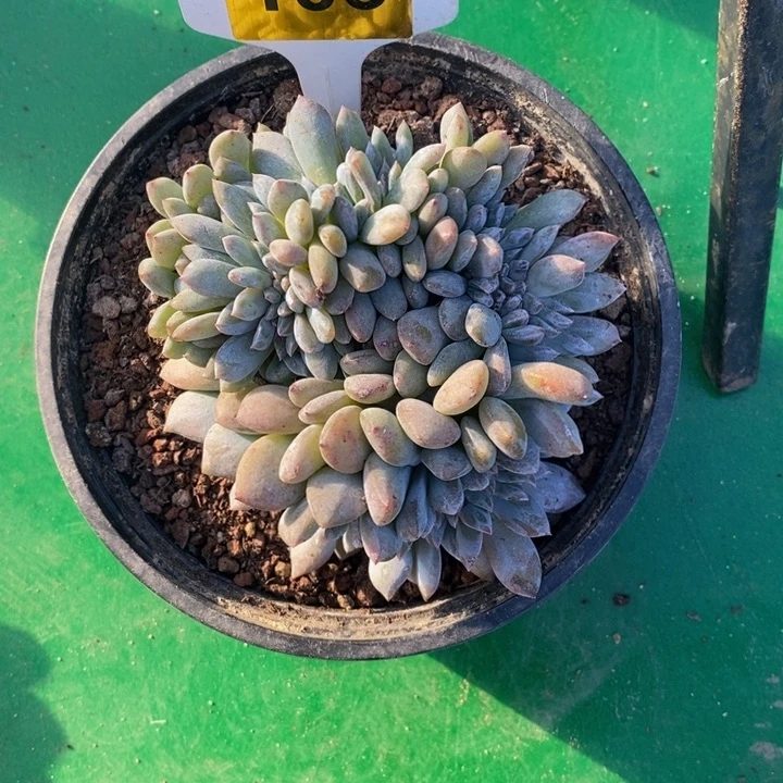 1***3103号石榴紫缀，切