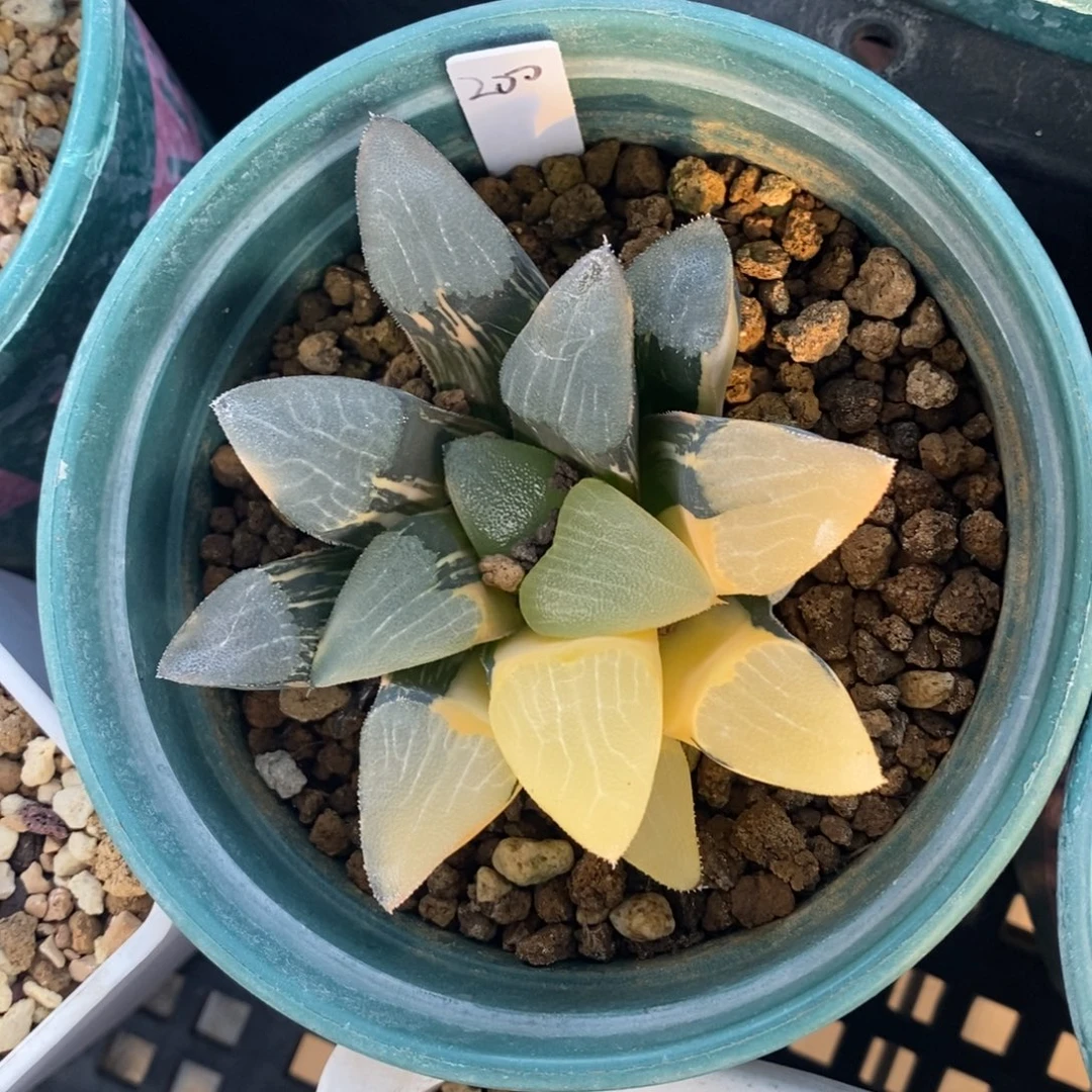 一颗实生大克锦。