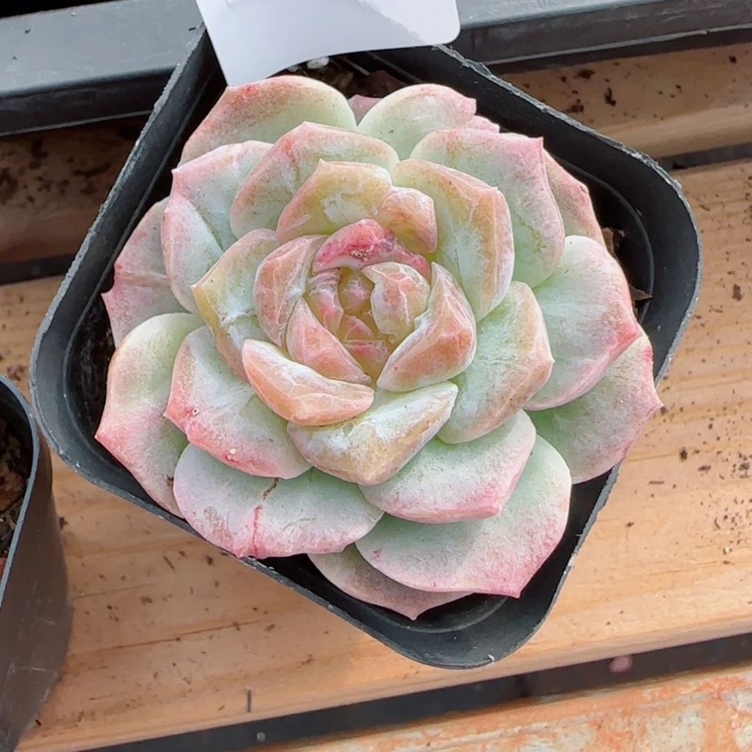梦幻泡影石化，7500多肉植物