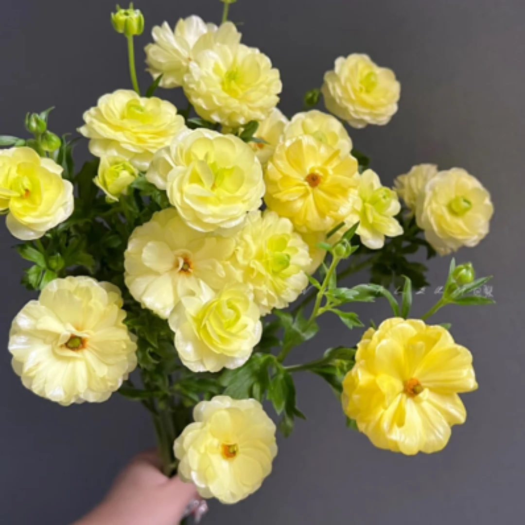 加购【柠檬黄 蝴蝶洋牡丹】满足包邮条件再拍单拍需要补运费