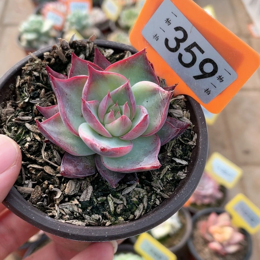 【闪购商品】359号