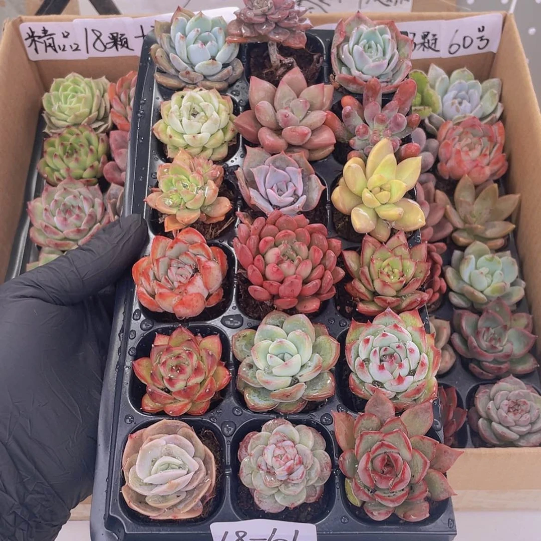 【闪购商品】18颗-101