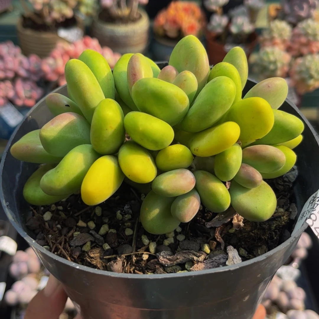 843芒果奶10cm多肉