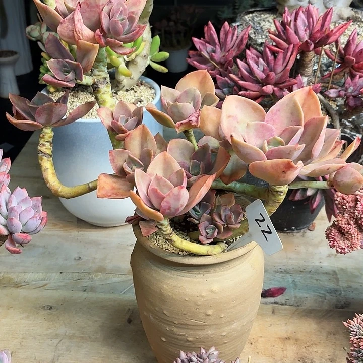 多肉植物，赫海22号